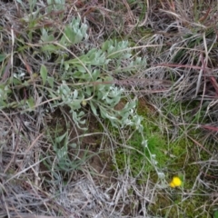 Chrysocephalum apiculatum (Common Everlasting) at Murrumbateman, NSW - 20 Jun 2020 by AndyRussell