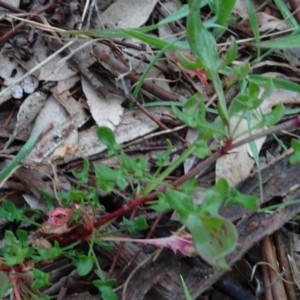 Rumex acetosella at Murrumbateman, NSW - 20 Jun 2020