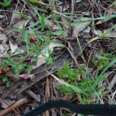 Rumex acetosella at Murrumbateman, NSW - 20 Jun 2020