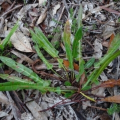 Rumex brownii (Slender Dock) at Murrumbateman, NSW - 20 Jun 2020 by AndyRussell