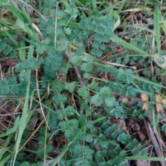 Sanguisorba minor (Salad Burnet, Sheep's Burnet) at Murrumbateman, NSW - 20 Jun 2020 by AndyRussell