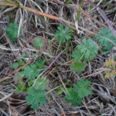 Geranium (genus) (Geranium) at Murrumbateman, NSW - 20 Jun 2020 by AndyRussell