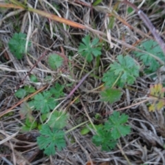 Geranium sp. (Geranium) at Murrumbateman, NSW - 20 Jun 2020 by AndyRussell