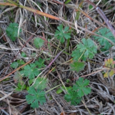 Geranium (genus) (Geranium) at Murrumbateman, NSW - 20 Jun 2020 by AndyRussell