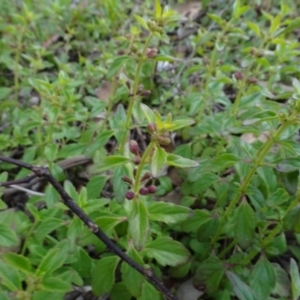 Mentha diemenica at Murrumbateman, NSW - 20 Jun 2020