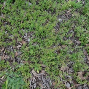 Mentha diemenica at Murrumbateman, NSW - 20 Jun 2020