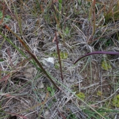 Thelymitra (Genus) (Sun Orchid) at Murrumbateman, NSW - 20 Jun 2020 by AndyRussell