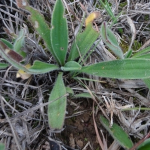 Plantago sp. at Murrumbateman, NSW - 20 Jun 2020 03:43 PM