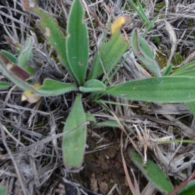 Plantago sp. (Plantain) at Murrumbateman, NSW - 20 Jun 2020 by AndyRussell