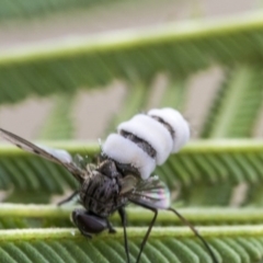 Helina sp. (genus) (Muscid fly) at Dunlop, ACT - 16 Jun 2020 by AlisonMilton