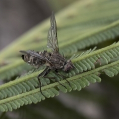 Helina sp. (genus) at Dunlop, ACT - 16 Jun 2020 12:39 PM