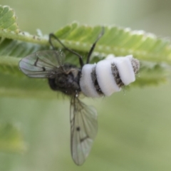 Helina sp. (genus) at Dunlop, ACT - 16 Jun 2020