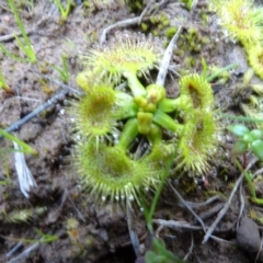 Drosera (genus) (A Sundew) at Murrumbateman, NSW - 20 Jun 2020 by AndyRussell