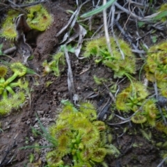 Drosera sp. at Murrumbateman, NSW - 20 Jun 2020 03:39 PM