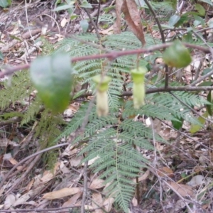 Correa baeuerlenii at Wapengo, NSW - 16 Jun 2020