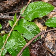 Pterostylis sp. (A Greenhood) at Paddys River, ACT - 20 Jun 2020 by AaronClausen