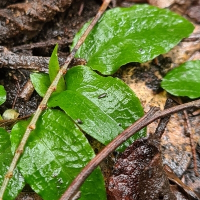 Pterostylis sp. (A Greenhood) at Tidbinbilla Nature Reserve - 20 Jun 2020 by AaronClausen