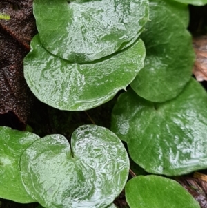 Corysanthes sp. at suppressed - 21 Jun 2020