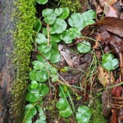 Corysanthes sp. at suppressed - suppressed