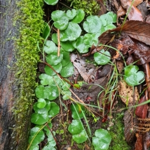 Corysanthes sp. at suppressed - 21 Jun 2020