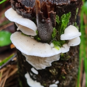 Byssomerulius corium at Paddys River, ACT - 21 Jun 2020