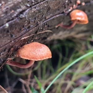 zz agaric (stem; gills not white/cream) at Paddys River, ACT - 21 Jun 2020