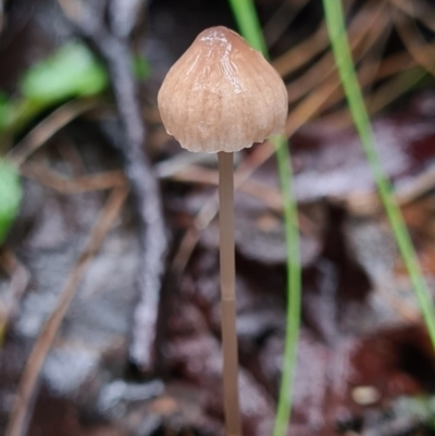 Mycena sp. (genus) (Mycena) at Paddys River, ACT - 21 Jun 2020 by AaronClausen