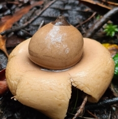 Geastrum sp. (Geastrum sp.) at Paddys River, ACT - 20 Jun 2020 by AaronClausen