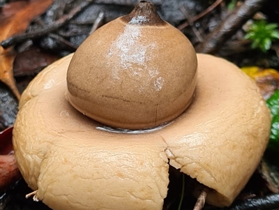 Geastrum sp. (Geastrum sp.) at Paddys River, ACT - 20 Jun 2020 by AaronClausen