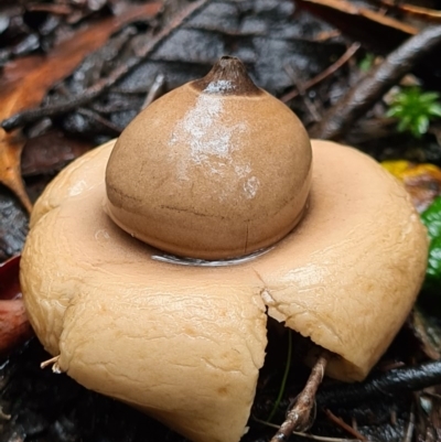 Geastrum sp. (Geastrum sp.) at Tidbinbilla Nature Reserve - 20 Jun 2020 by AaronClausen