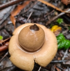 Geastrum sp. at Paddys River, ACT - 21 Jun 2020