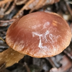 zz agaric (stem; gills not white/cream) at Paddys River, ACT - 20 Jun 2020 by AaronClausen