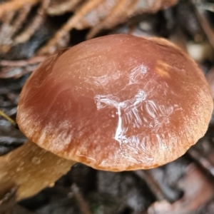 zz agaric (stem; gills not white/cream) at Paddys River, ACT - 21 Jun 2020 02:34 AM