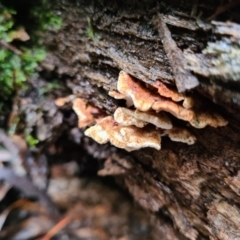 zz Polypore (shelf/hoof-like) at Paddys River, ACT - 21 Jun 2020 by AaronClausen