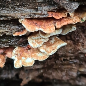 zz Polypore (shelf/hoof-like) at Paddys River, ACT - 21 Jun 2020 02:34 AM