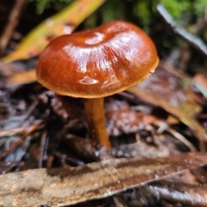 zz agaric (stem; gills not white/cream) at Paddys River, ACT - 21 Jun 2020