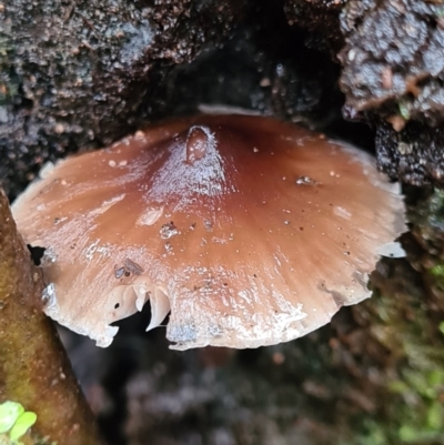 Mycena sp. (Mycena) at Paddys River, ACT - 21 Jun 2020 by AaronClausen