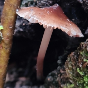 Mycena sp. at Paddys River, ACT - 21 Jun 2020