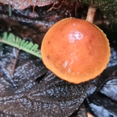 Unidentified Fungus at Paddys River, ACT - 20 Jun 2020 by AaronClausen