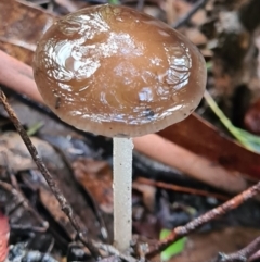 Oudemansiella gigaspora group (Rooting Shank) at Paddys River, ACT - 20 Jun 2020 by AaronClausen