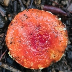 Amanita xanthocephala (Vermilion grisette) at Paddys River, ACT - 21 Jun 2020 by AaronClausen