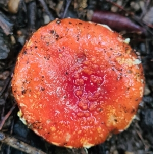 Amanita xanthocephala at Paddys River, ACT - 21 Jun 2020