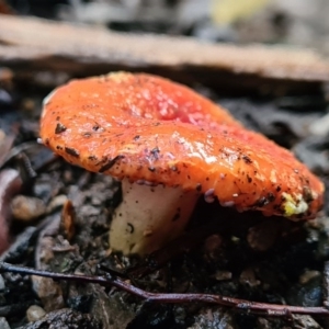 Amanita xanthocephala at Paddys River, ACT - 21 Jun 2020