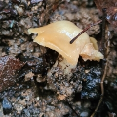 Unidentified Fungus at Paddys River, ACT - 21 Jun 2020 by AaronClausen