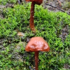 Unidentified Fungus at Paddys River, ACT - 20 Jun 2020 by AaronClausen