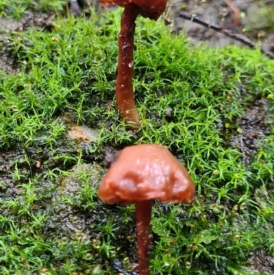 Unidentified Fungus at Paddys River, ACT - 20 Jun 2020 by AaronClausen