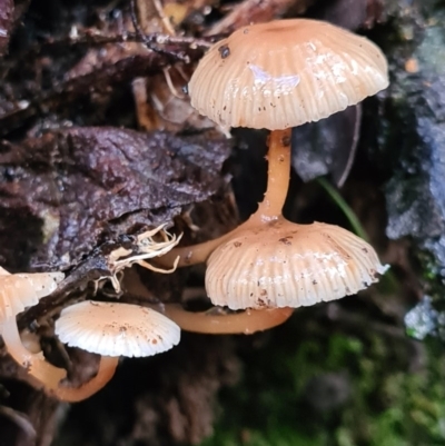 Mycena sp. (Mycena) at Paddys River, ACT - 20 Jun 2020 by AaronClausen