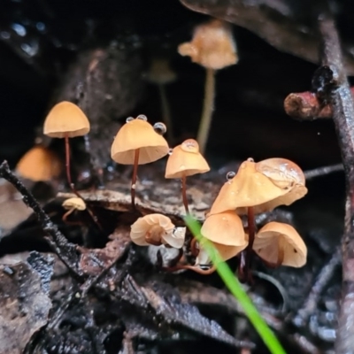 Marasmius at Paddys River, ACT - 21 Jun 2020 by AaronClausen