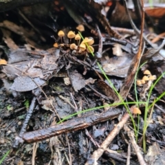 Marasmius at Paddys River, ACT - 21 Jun 2020