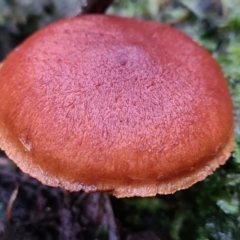 Unidentified Cup or disk - with no 'eggs' at Paddys River, ACT - 20 Jun 2020 by AaronClausen